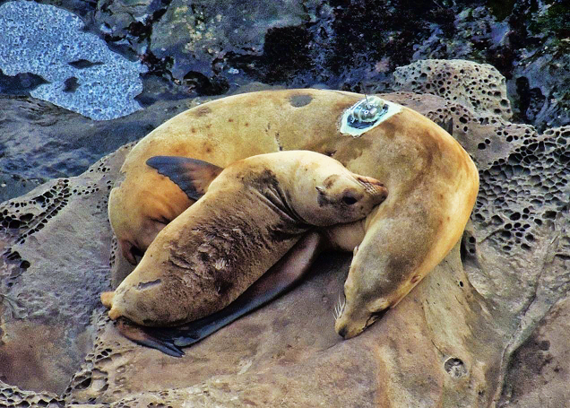 California Sea Lions